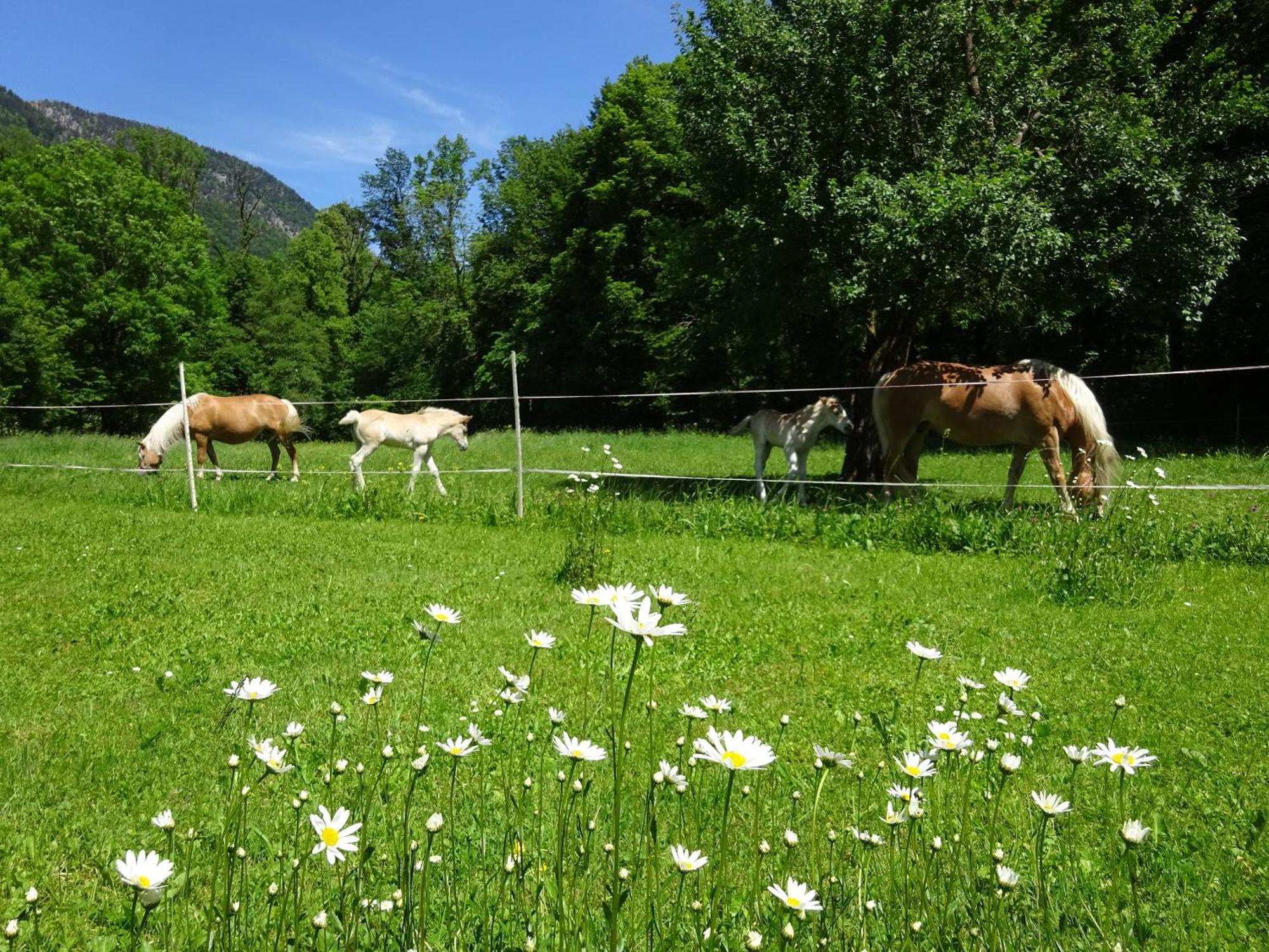 Ferienwohnungen Auhaus Bad Reichenhall Eksteriør billede